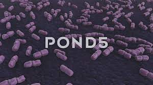 Move the stage (the flat ledge the slide sits on) down to its lowest place the glass slide onto the stage. Under The Microscope Listeria Bacteria Stock Video Pond5
