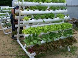 Check spelling or type a new query. Diy Pvc Gardening Ideas And Projects