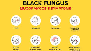 We did not find results for: What Is The Black Fungus All About
