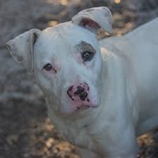 The player can adopt up to 5 pets at any given time. Pets For Adoption At Paws Atlanta In Decatur Ga Petfinder