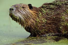 Rodents Of Unusual Size Invading U S Wetlands Wetland Invasive Species Rodents