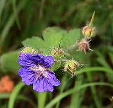 Image result for Geranium mlanjense