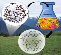 Enzymatic Oxidation of Lignin: Challenges and Barriers Toward Practical  Applications - Chan - 2020 - ChemCatChem - Wiley Online Library
