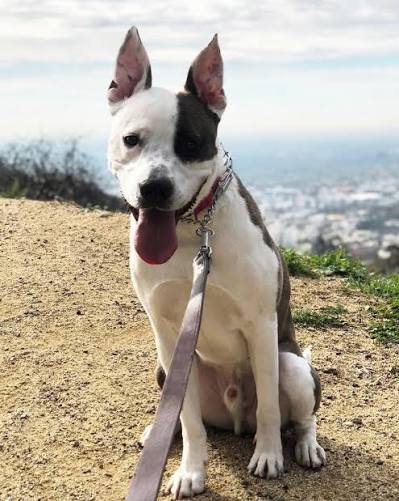 A GoFundMe campaign has been launched to help Liam, the dog once adopted by  Avicii and longtime friend Sean Eriksson, as he undergoes cancer treatment.  Liam was rescued from a shelter and