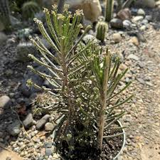 Image result for Kalanchoe dyeri