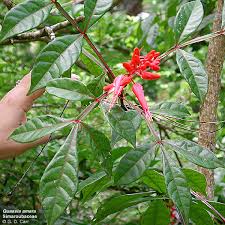 Image result for Simaroubaceae