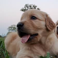 Windy knoll goldens oh susannah a wonderful dark red golden retriever living in vermont. Rock Ridge Golden Retrievers Home Facebook