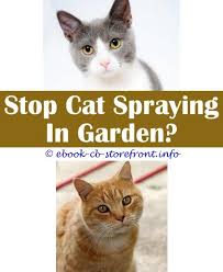 16 Beautiful How To Stop Cat Spraying In Garden Admirable