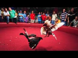 P 44 Prohiben Las Peleas De Gallos En Puerto Rico Youtube