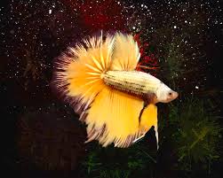 Download this premium photo about gold betta fish, siamese fighting fish, and discover more than 6 million professional stock photos on freepik. A 24 Karat Gold Betta Fish Digital Art By Scott Wallace Digital Designs
