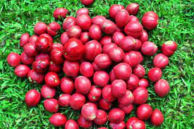 Ini adalah kerana pokok mahkota dewa berukuran hanya 3 hingga 4 meter. 24 Manfaat Dan Khasiat Buah Mahkota Dewa Untuk Kesehatan Khasiat