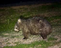 Image result for Common wombat