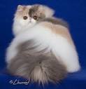 Persian Cat Breeders Near Me Selling Kittens