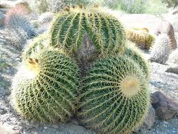 The california barrel cactus (ferocactus cylindraceus) passes numerous usual names, consisting of arizona barrel, red barrel, miner's compass, as well as compass barrel cactus. Desert Cactus A Beautiful Specimen Of A Barrel Cactus Typically Found In The California And Arizona Deserts Stock Photo F63b3d05 A775 4eb4 Ad1d B84707167ee7