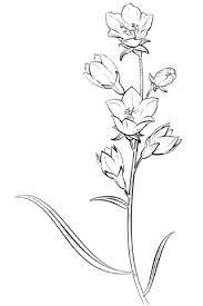 Afbeeldingsresultaat Voor Tekeningen Om Na Te Tekenen Bloemen Tekenen Bloemtekening Plant Tekening