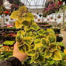 Image result for Plectranthus swynnertonii