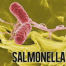 Image result for bakteri salmonela