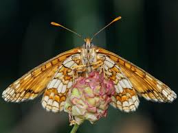 Image result for Melitaea cinxia
