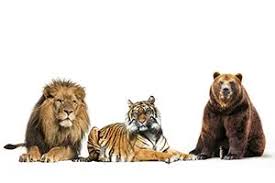 In a time when every side seems convinced it has the answers, the atlantic and hbo are p. Are You A Lion A Tiger Or A Bear Quiz Quizony Com