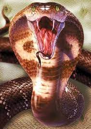 Snakes Amrit Bhogal Korolevskaya Kobra Chernaya Mamba Reptilii