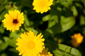 Gelbe Blumen Kostenlose Stock Fotos Rgbstock Kostenlose Bilder Macieklew August 22 2013 81