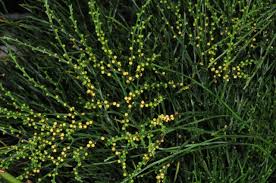 Image result for Psilotum nudum