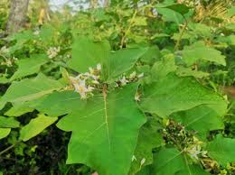 Image result for Solanum torvum