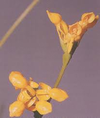 Image result for Platycoryne