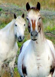 Black White And Brown Horses Beautiful Gorgeous Horses Beautiful Markings One White Horse And One With A Brown Blaze On A White Face With Speckled Flecks Of Horses Unusual Horse Horse Photography