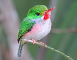 Tody Bird The Cuban Tody Birdnote Pet Birds Cute Birds Wild Birds Unlimited