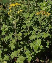 Image result for Schistostephium crataegifolium