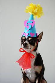 It S Mister S Birthday By Stopkatie Via Flickr Dog Birthday Birthday Dogs Happy Birthday Dog
