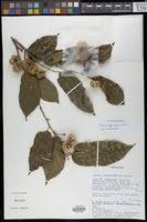 Image result for Grewia glandulosa