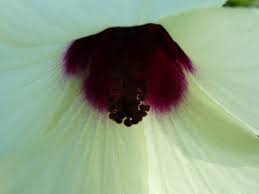 Image result for Hibiscus physaloides