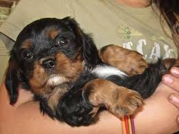 Final sale will be marked sold. Akc Ruby Cavalier Puppies For Sale In Simi Valley California Classified Americanlisted Com