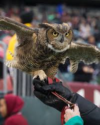 Happy Bird Day, Owls! Celebrating Stella's 10th year with Temple 🦉🎉  Stella, the great horned owl, serves as an Education Ambassador for  @elmwoodparkzoo and has been Temple University's Live Mascot since 2013!