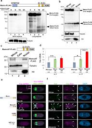 Oct 21, 2020 · nicki minaj celebrated her first marriage anniversary with kenneth petty today (oct. A Truncated Form Of A Transcription Factor Mamo Activates Vasa In Drosophila Embryos Communications Biology