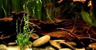 South America Biotope Aquarium Mp4 South America Fish Tank Freshwater Fish