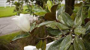Little gem magnolia tree florida. Why Doesn T South Florida Have More Magnolias Miami Herald