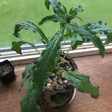 Image result for Cynoglossum hispidum