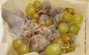 Image result for Botrytis cinerea