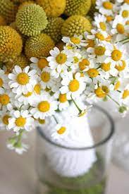 Design By Aubrey Billy Buttons Types Of Flowers Feverfew