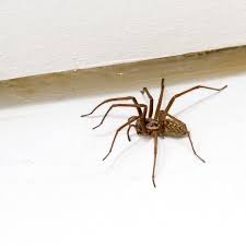 1920 x 1080 file type : Are House Spiders Worse In Winter Extermpro