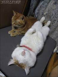 murlyki koshachij son samye milye zhivotnye lenivyj kot