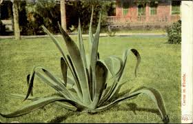If you're air is dry and you have trouble growing plants that like high humidity, put away you're. Cactus In Florida Cactus Desert Plants