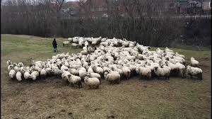 Maybe you would like to learn more about one of these? Oile Lui Mihai De La Sinlazar Bihor 2018 2019 Youtube