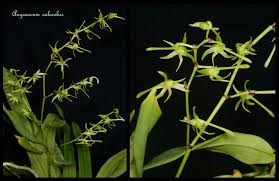 Image result for Angraecum calceolus