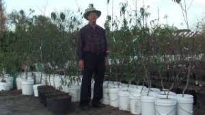 I am going to start at bloom because that is the stage most peach trees are in here in our. How To Grow Peach Trees How To Spray Peach Trees Youtube