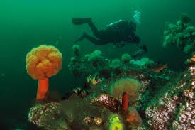 Maybe you would like to learn more about one of these? Dive At Saltwater Seattle Met