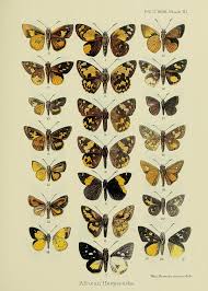 Image result for Hypolytrum heteromorphum